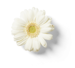 Blume 07 Blume 07