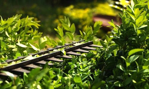 hedge-3393849_640